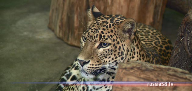 ����: russia58.tv