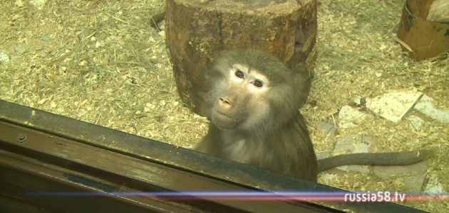 ����: russia58.tv