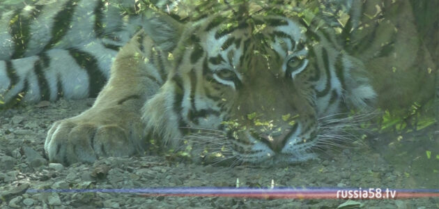 ����: russia58.tv