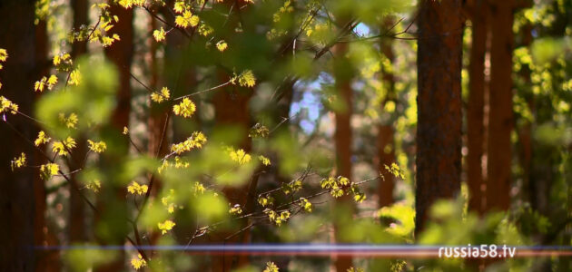 Фото: russia58.tv