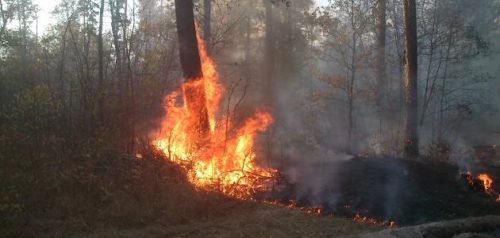 Фото министерства лесного, охотничьего хозяйства и природопользования Пензенской области