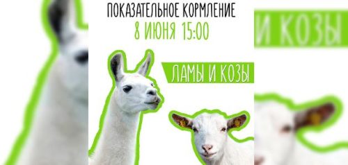 Фото Пензенского зоопарка