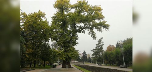 Сталинградский тополь. Фото "Комсомольская правда - Волгоград"