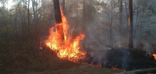 Фото министерства лесного, охотничьего хозяйства и природопользования Пензенской области