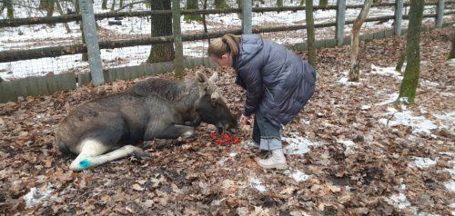 Фото министерства лесного хозяйства и природопользования Пензенской области