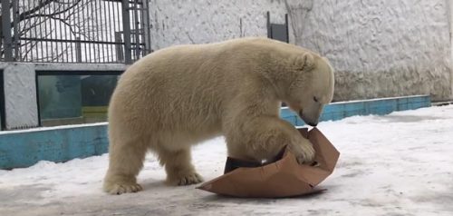 Фото - скриншот из видео, опубликованного в группе Пензенского зоопарка в соцесети "ВКонтакте"