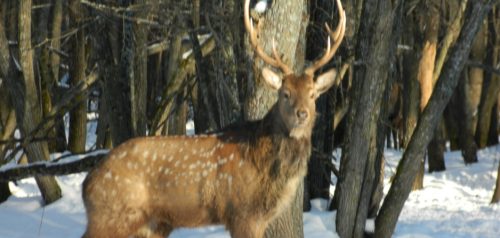 Фото с сайта министерства лесного, охотничьего хозяйства и природопользования Пензенской области