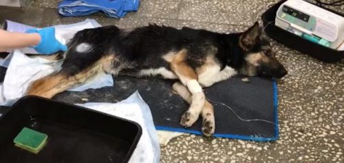 Фото Фонда "Рука помощи бездомным животным"