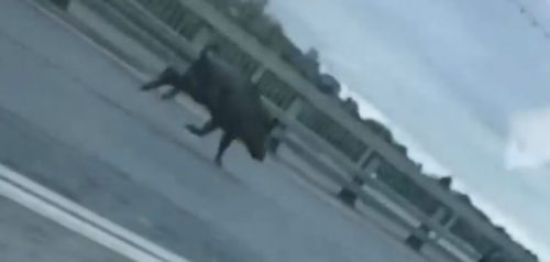 Скрин из видео в группе "Сова Пенза Авто"