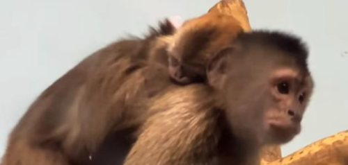 Фото Пензенского зоопарка