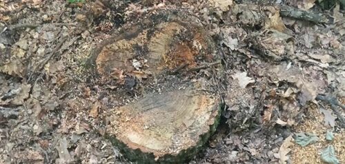 Фото Минлесхоза Пензенской области