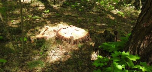 Фото министерства лесного, охотничьего хозяйства и природопользования Пензенской области