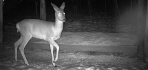 Фото ГБУ ПО "Центр ООИПТА Пензенской области"