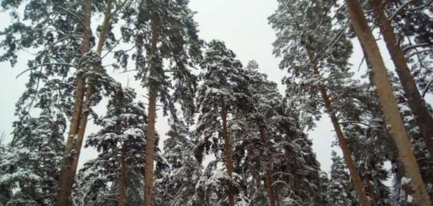 Фото министерства лесного, охотничьего хозяйства и природопользования Пензенской области