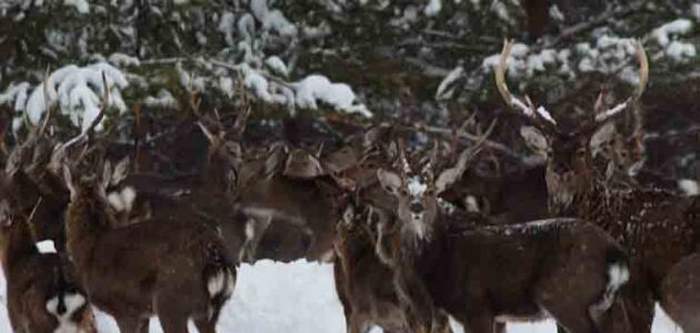 Фото Минлесхоза Пензенской области