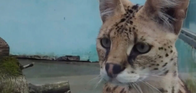 Фото Пензенского зоопарка