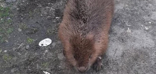 Фото из ГБУ «Пензенский пожарно-спасательный центр»