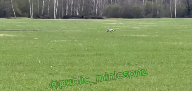 Фото Минлесхоза Пензенской области