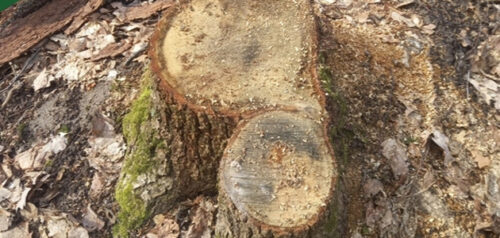 Фото с Минлесхоза Пензенской области