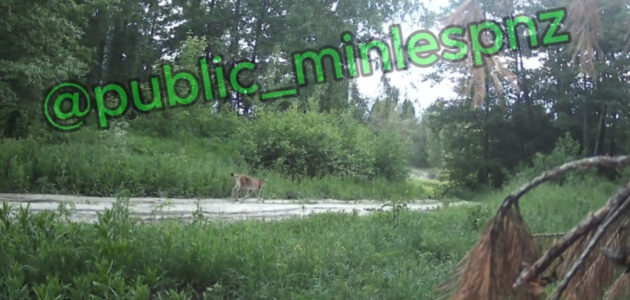 Фото с сайта министерства лесного, охотничьего хозяйства и природопользования Пензенской области