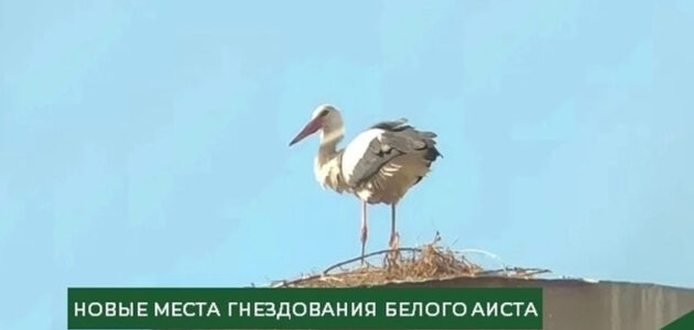 Фото Минлесхоза Пензенской области